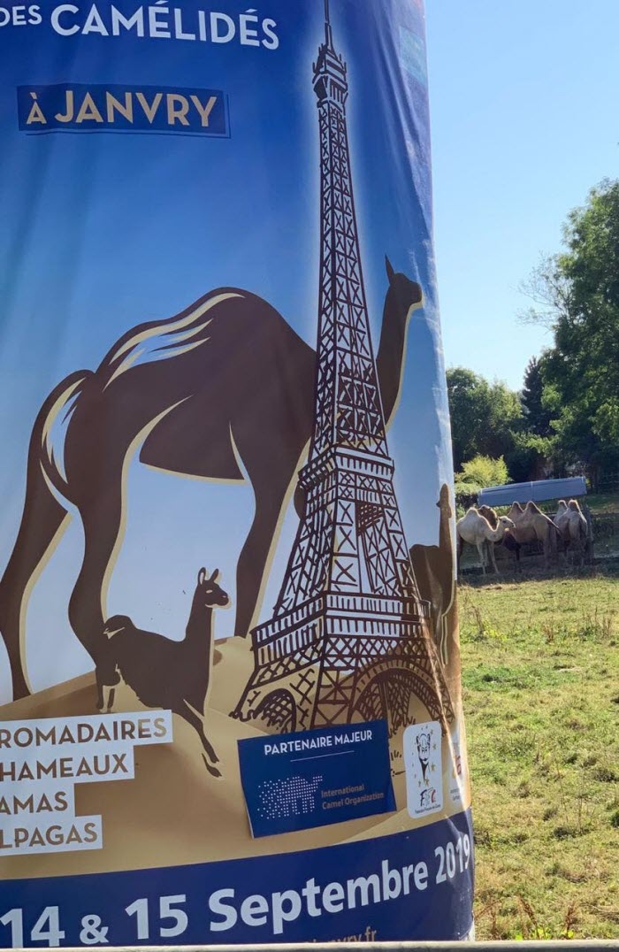 «باريس» تختتم أول مهرجان دولي للإبل في أوروبا